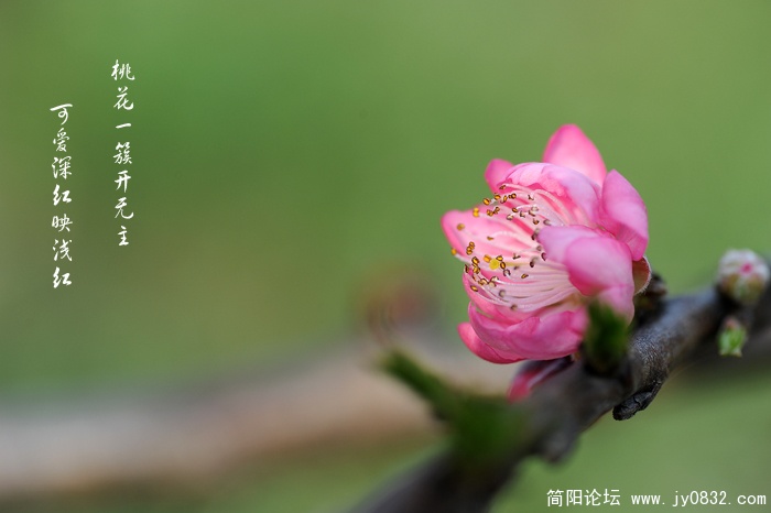红桃花00.jpg