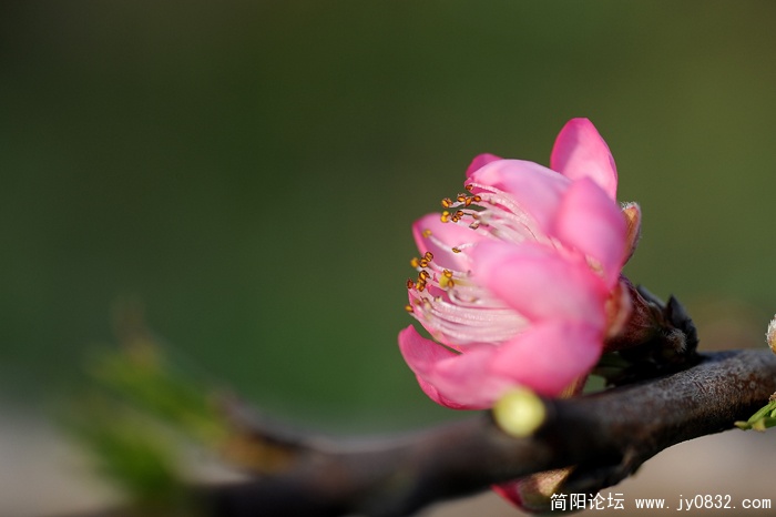 红桃花01.jpg