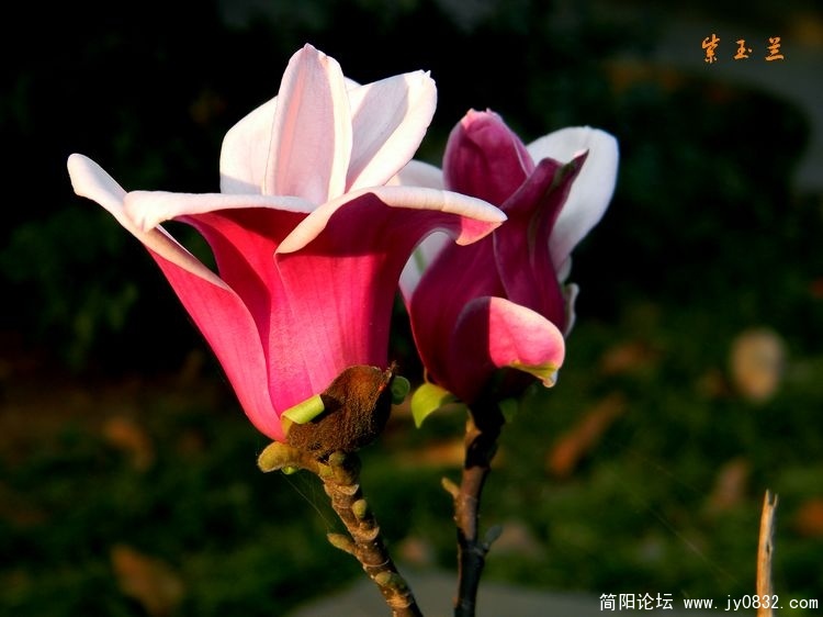 照片 020.jpg