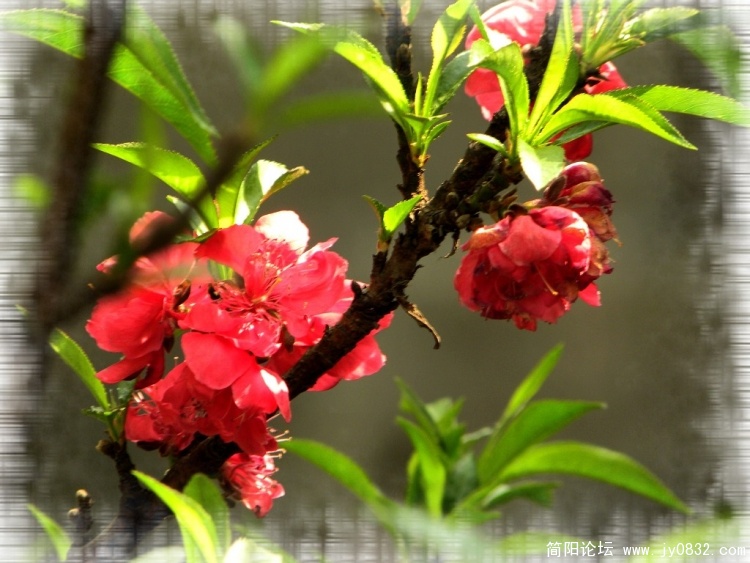 红桃花1.jpg