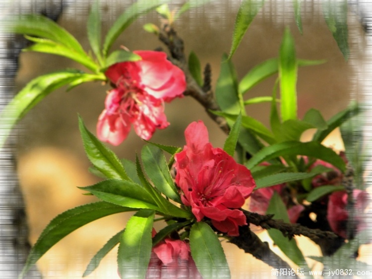 红桃花3.jpg