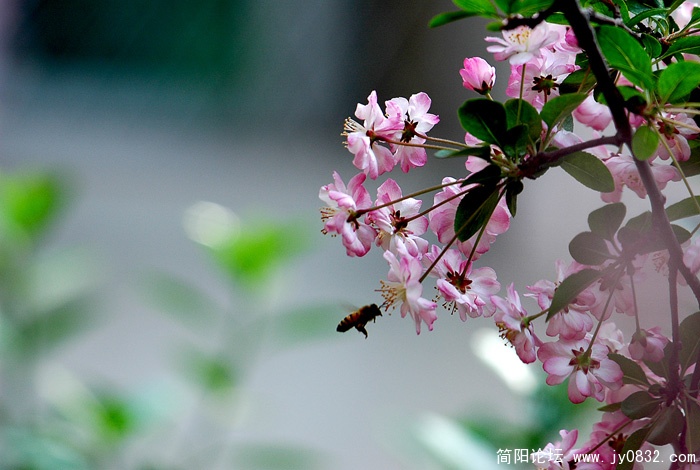 春花副本.jpg