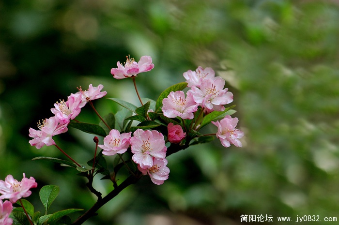 春花 (8)副本.jpg