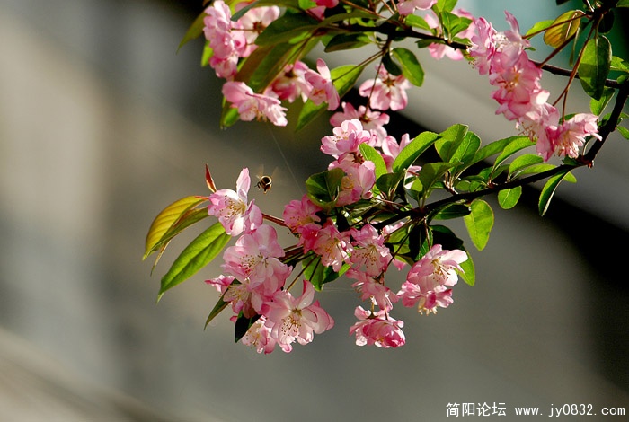 春花 (5)副本.jpg