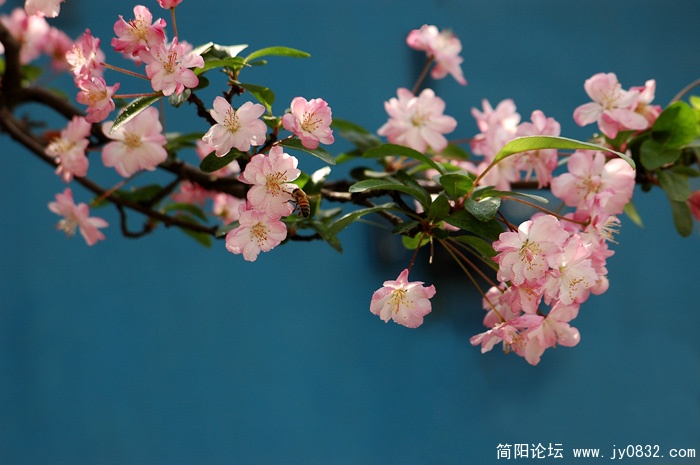 春花 (2)副本.jpg