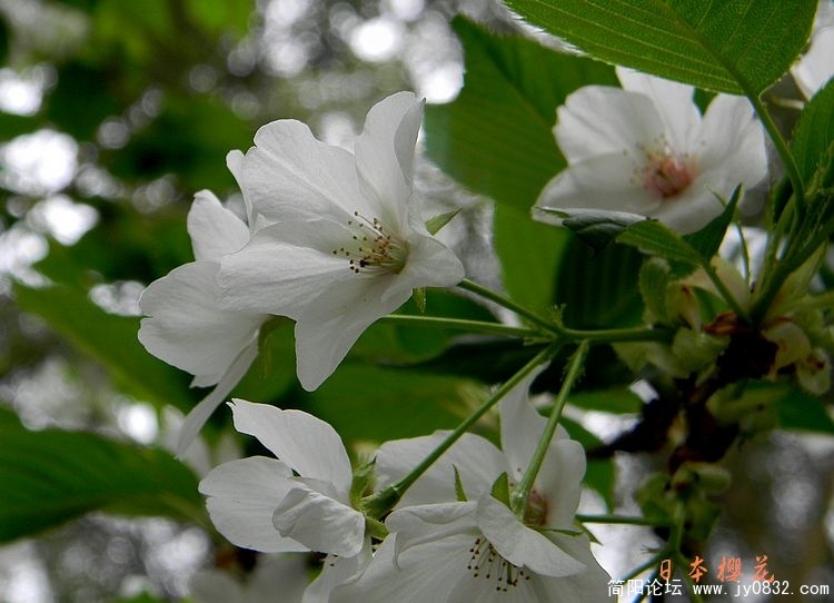 照片 036.jpg
