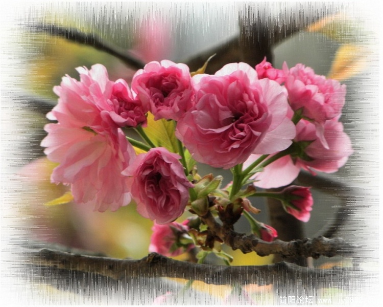 樱花3.jpg