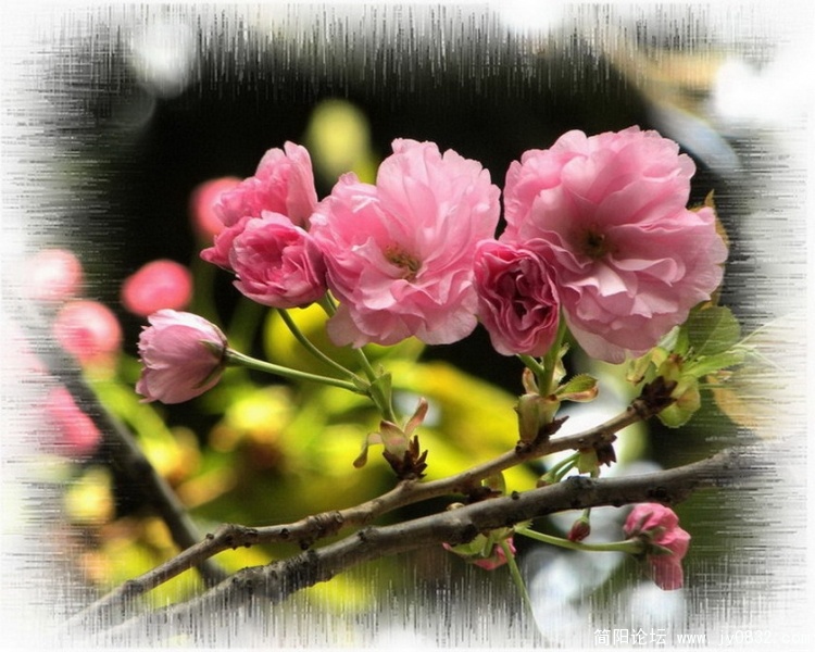 樱花4.jpg