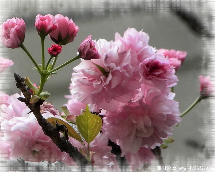 樱花8.jpg