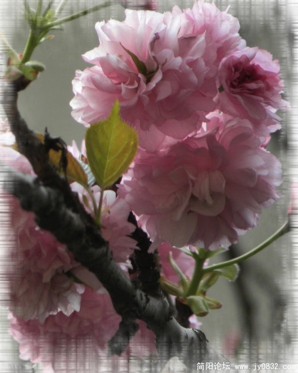 樱花6.jpg