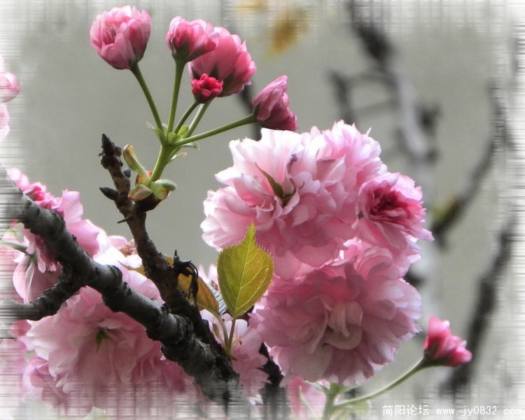 樱花5.jpg