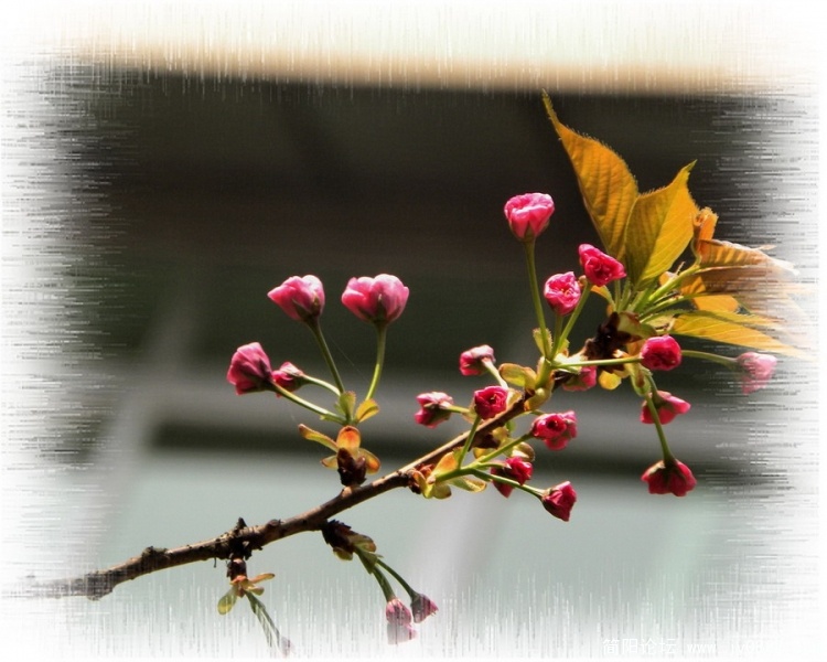 樱花9.jpg