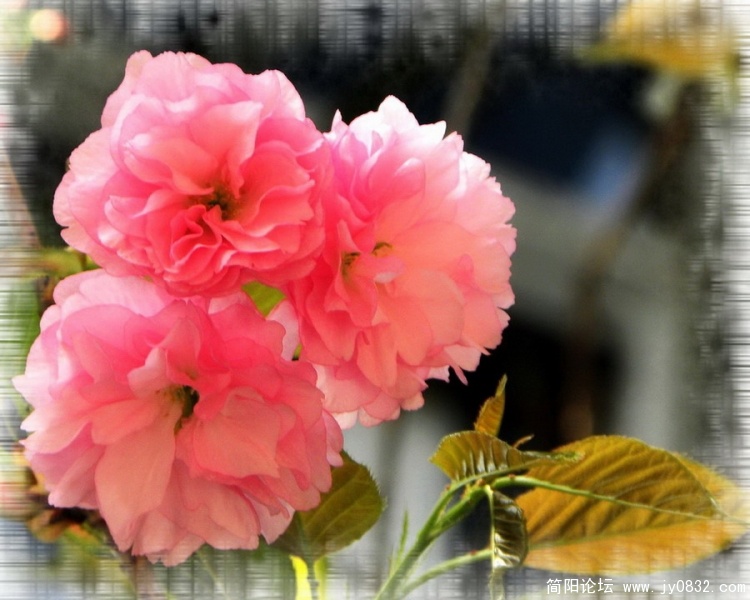 樱花1.jpg