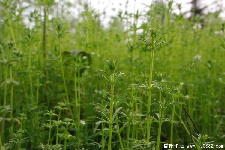 青草