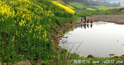 菜花 副本.jpg
