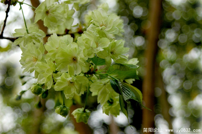DSC_3827副本副本.jpg