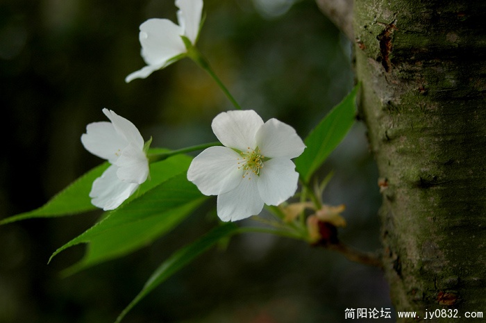 DSC_3904副本副本.jpg