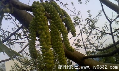 IMG0158A.jpg