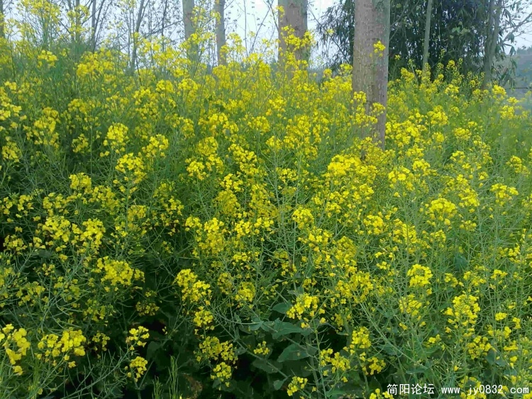 油菜花.jpg