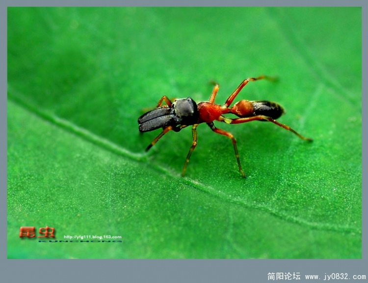 昆虫——01副本.jpg