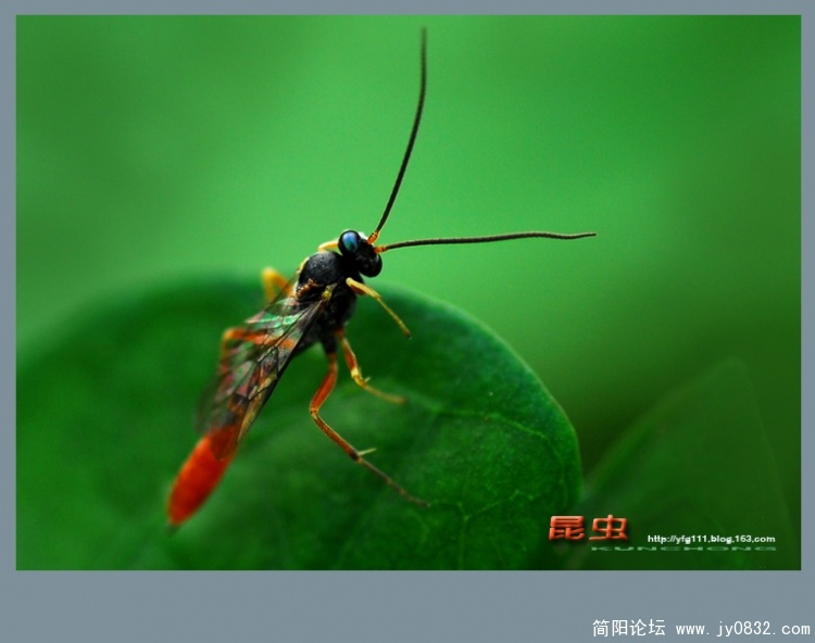昆虫——02.jpg