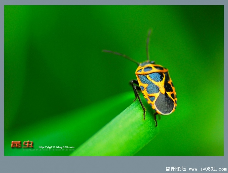 昆虫——05副本.jpg