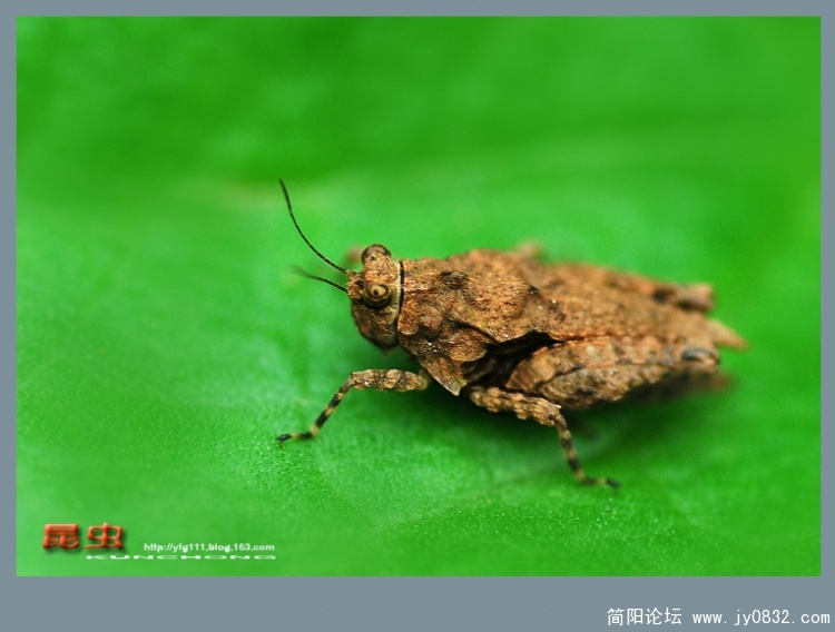 昆虫——09副本.jpg