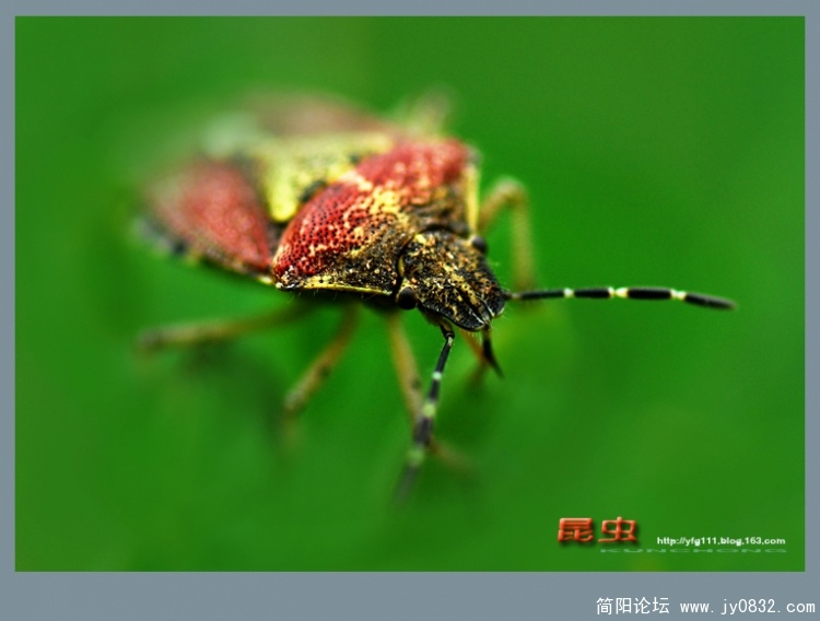 昆虫——04.jpg