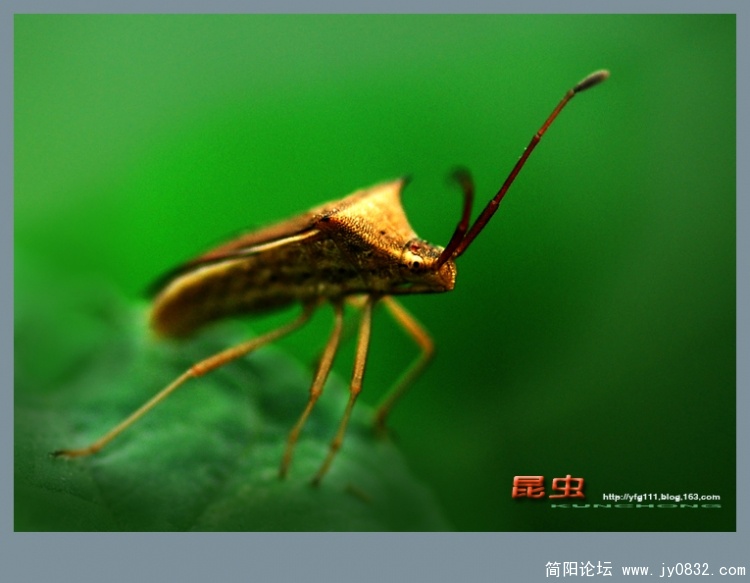 昆虫——08.jpg