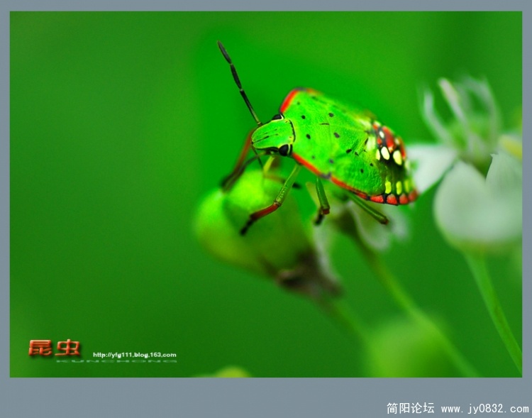 昆虫——03副本.jpg