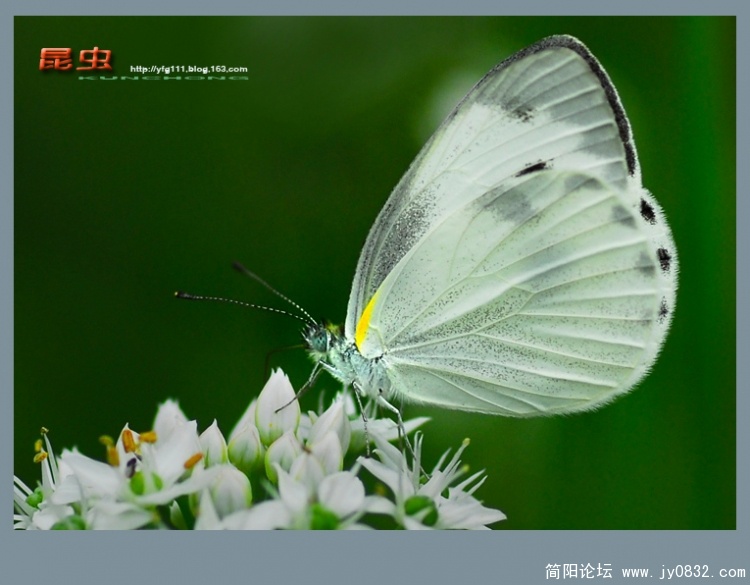 昆虫——07副本.jpg