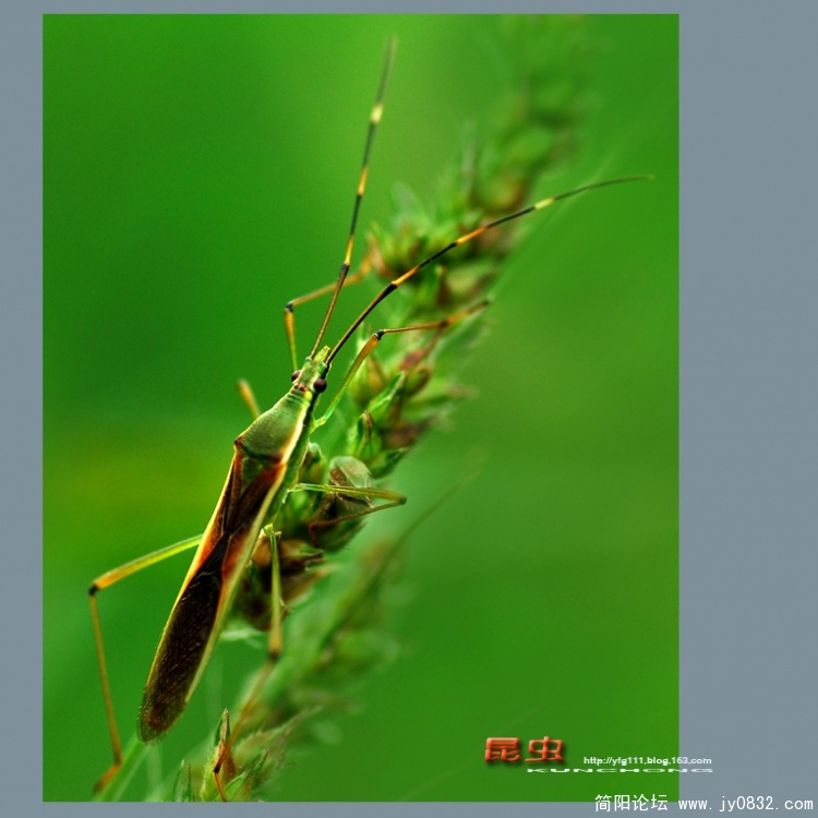 昆虫——10副本.jpg