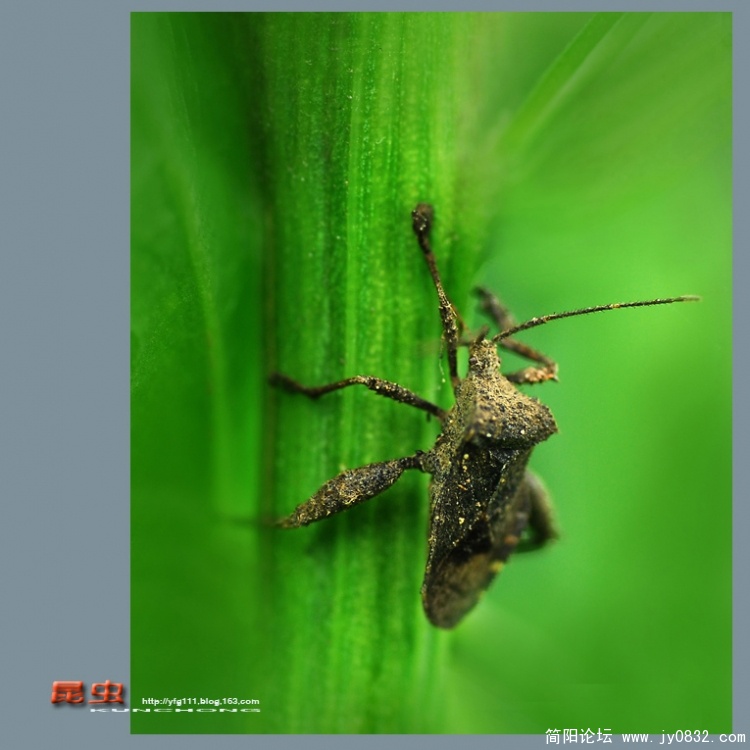 昆虫——14副本.jpg