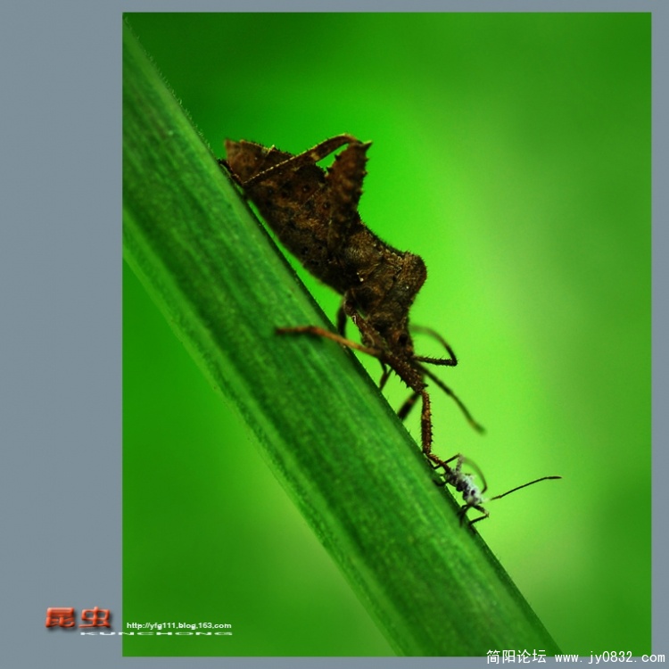 昆虫——13副本.jpg