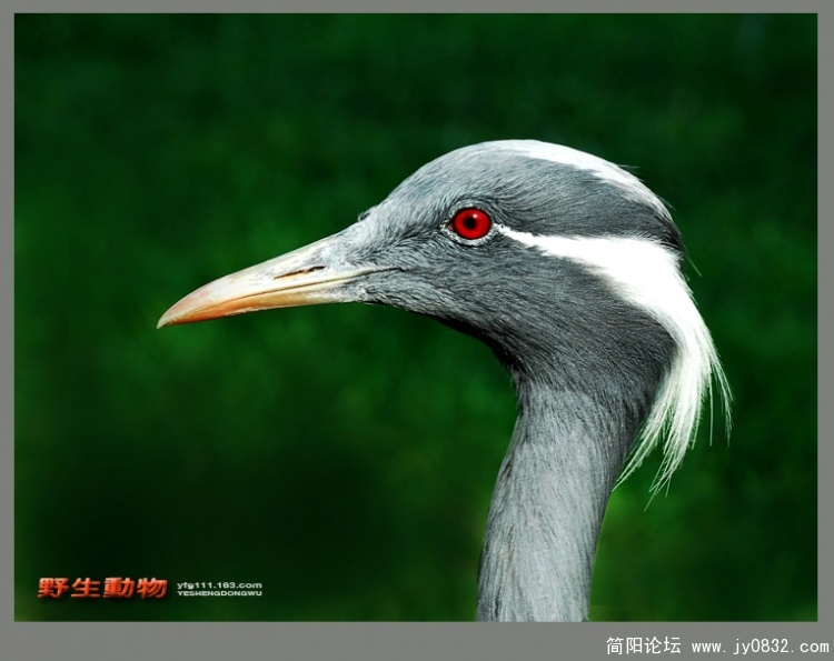 野生动物——08.jpg
