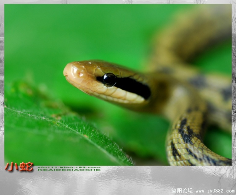 小蛇——02副本.jpg