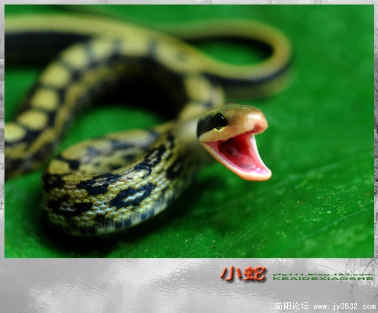 小蛇——03副本.jpg