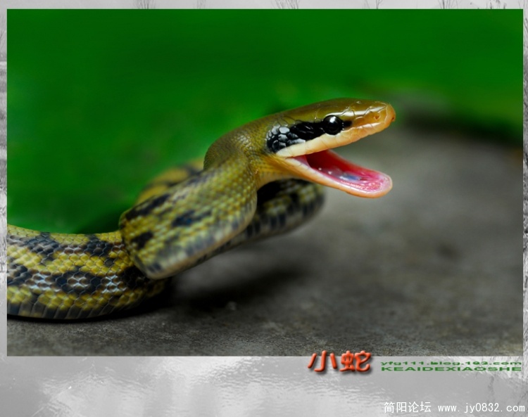 小蛇——05.jpg