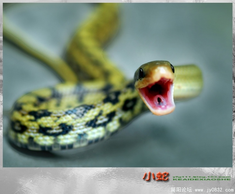 小蛇——06.jpg