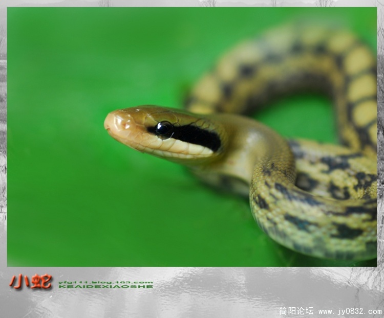小蛇——08.jpg
