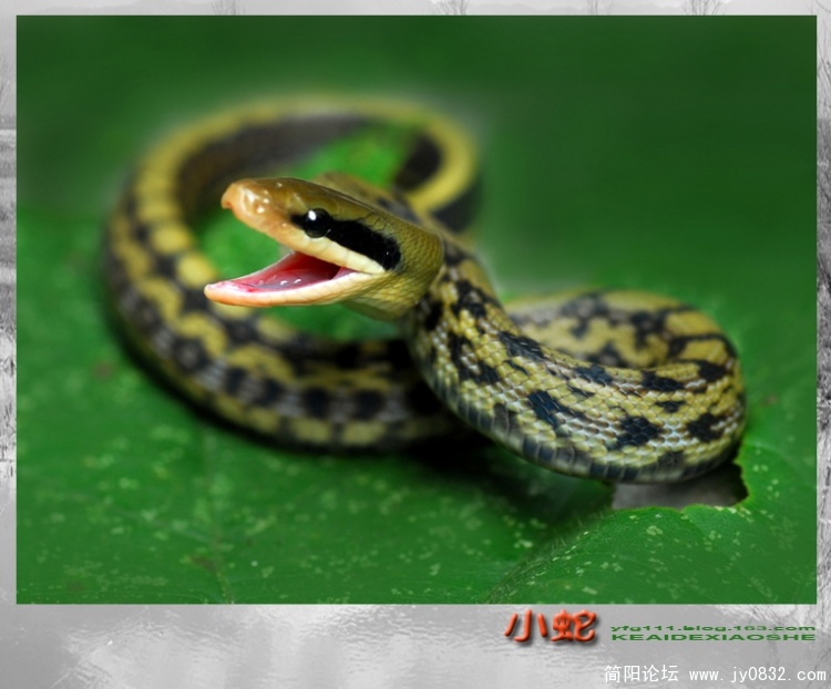 小蛇——07副本.jpg