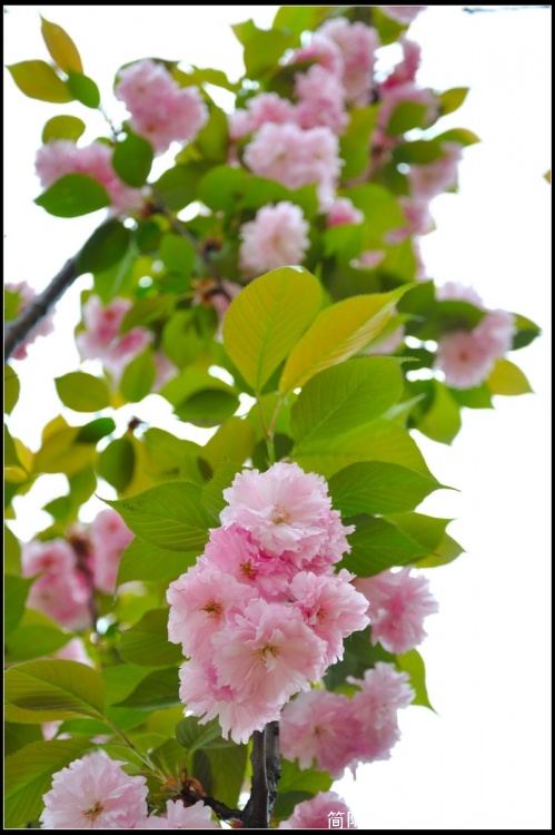 DSC_2061缩放.jpg