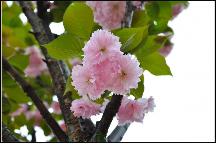 DSC_2060缩放.jpg