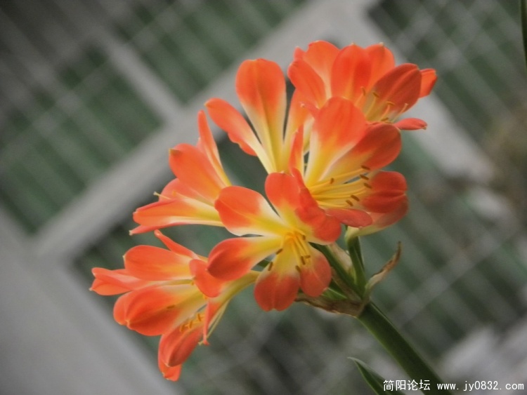 君子兰1.jpg
