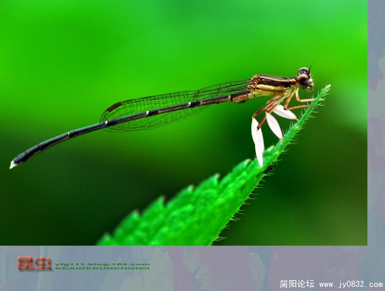 昆虫之二——13副本.jpg