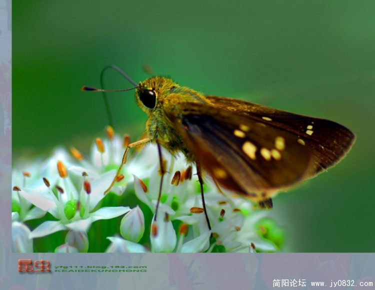 昆虫之二——08副本.jpg