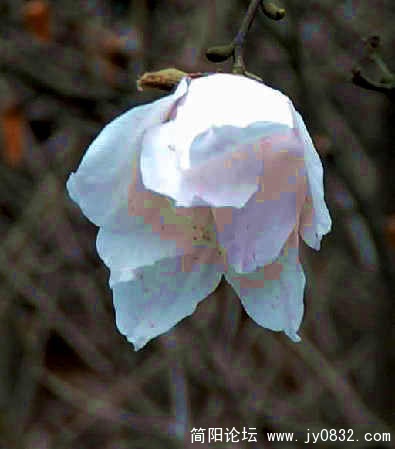 BigBull_DSC_9281.JPG
