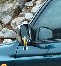 BigBull_DSC_9419.JPG