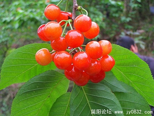 贾家樱桃沟照片 038_副本.jpg