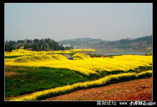沱江两岸菜花黄.jpg